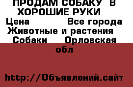 ПРОДАМ СОБАКУ  В ХОРОШИЕ РУКИ  › Цена ­ 4 000 - Все города Животные и растения » Собаки   . Орловская обл.